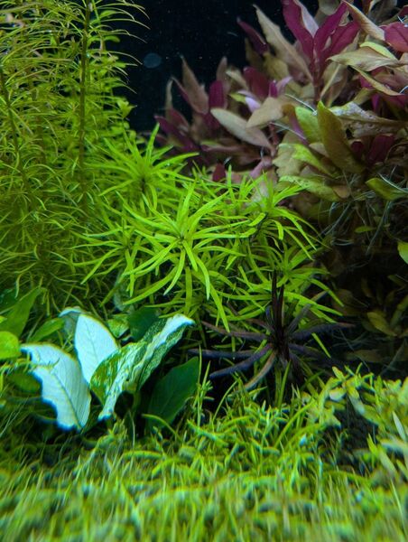 エイクホルニア パンタナルドワーフ水中葉1本