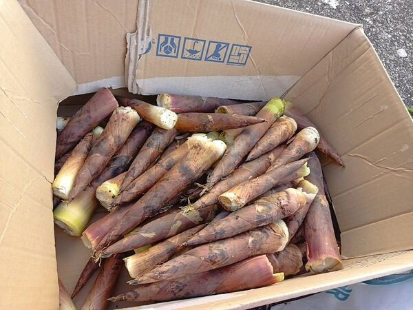 はちくたけのこ 30本 キロ売り無し