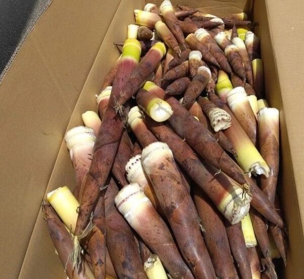 はちくたけのこ 30本 限定 キロ売り無し