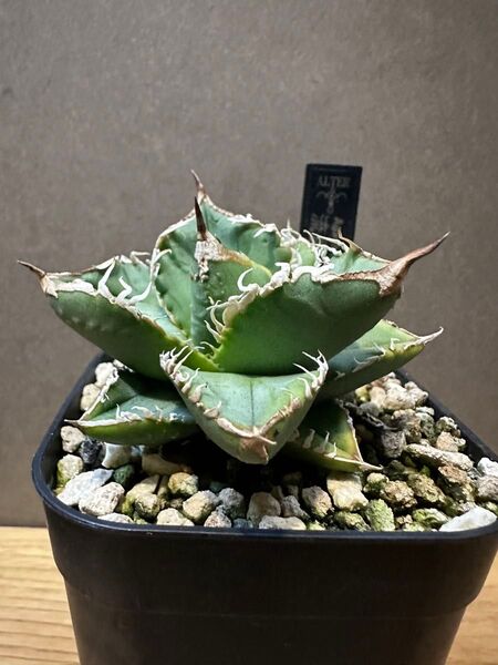 流星 OC子株 アガベ チタノタ オテロイ Agave