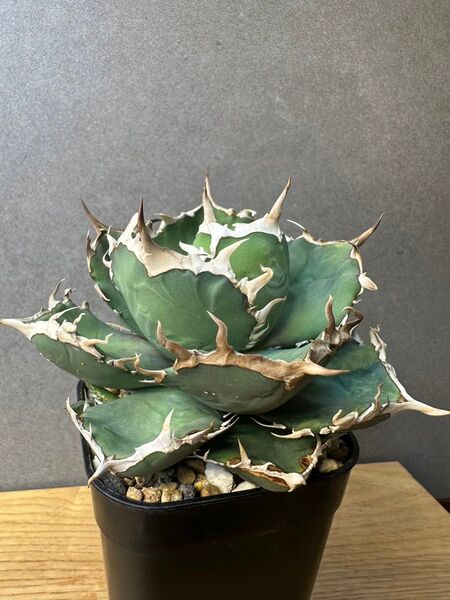 Indonesia no name アガベ チタノタ オテロイ Agave インドネシア ノーネーム