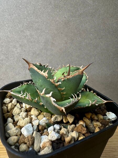 台湾 実生選抜 子株 アガベ チタノタ オテロイ agave 実生 seedling