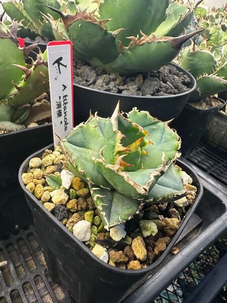 清櫻 Lize血統 OC子株 アガベ チタノタ オテロイ Agave セオ