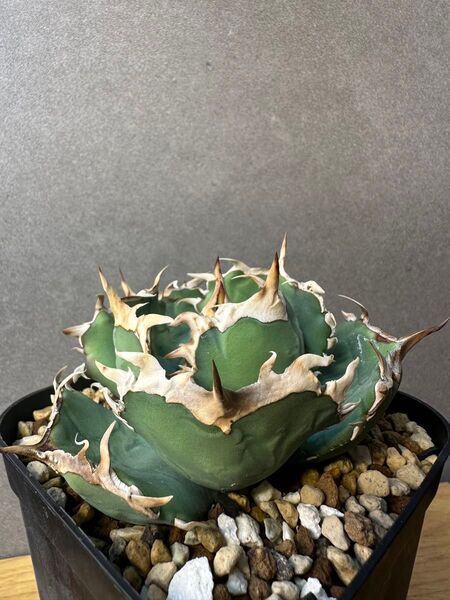 烈炎 子株 レツエン アガベ チタノタ オテロイ Agave 烈