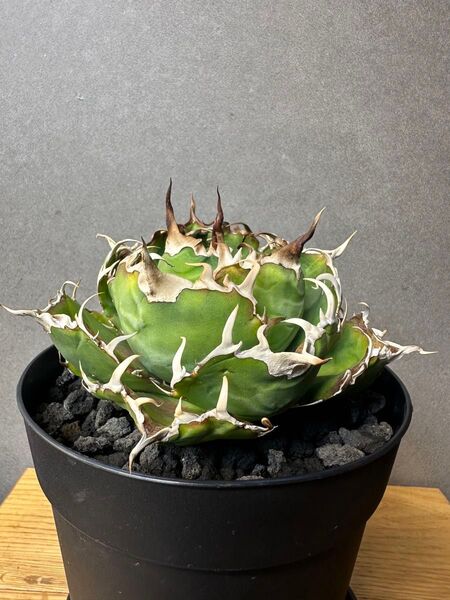 白鯨 子株 アガベ チタノタ オテロイ Agave ハクゲイ