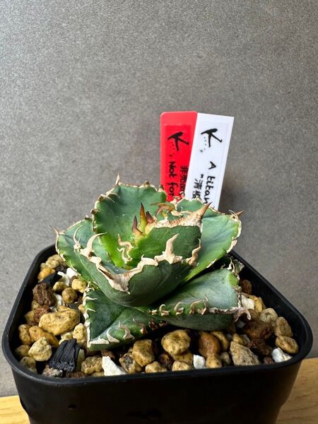 清櫻 Lize血統 OC子株 発根剤 セオ アガベ チタノタ オテロイ agave