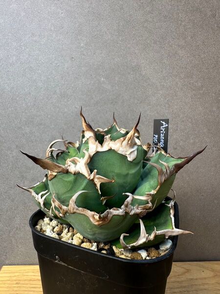Arizona Ambition 現品 アガベ チタノタ オテロイ agave アリゾナ アンビション