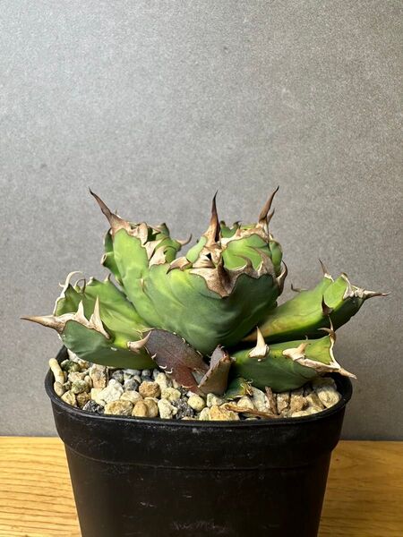 農大No.1 現品 アガベ チタノタ オテロイ agave titanota oteroi