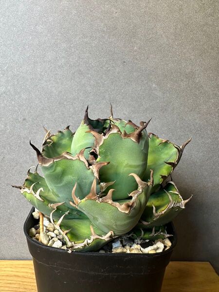 黒鯨 Black Whale 現品 アガベ チタノタ オテロイ agave titanota oteroi 台湾