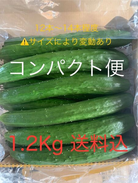 無言 評価しない方 お断り! 群馬県産 朝採り ハウス栽培 きゅうり1.2キロ送料込 即購入可 日付指定不可