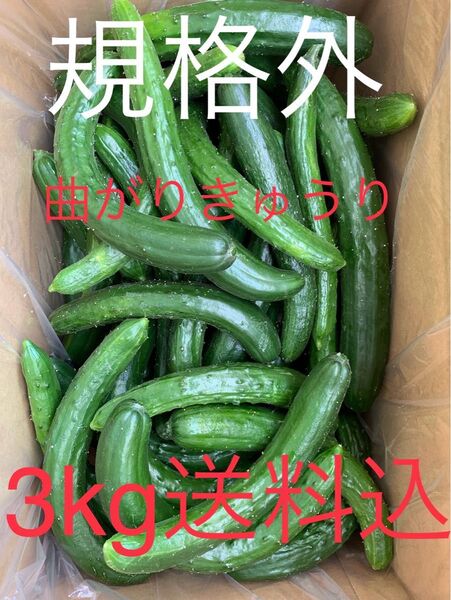 無言・評価しない方はお断り! 群馬県産 朝採り ハウス栽培 曲がり規格外きゅうり 3㎏送料込日付指定不可