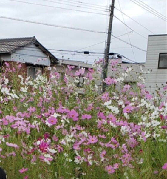 コスモスの苗ネコポスいっぱい