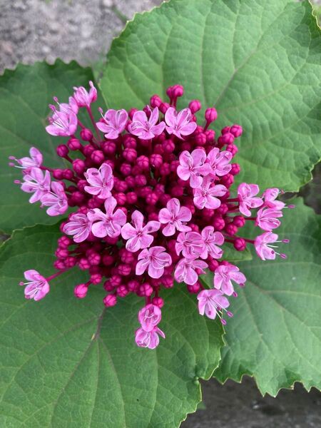 ボタンクサギの花の苗4本