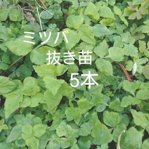 三つ葉 抜き苗 5株 福岡産 無農薬 無消毒 薬味 匿名配送 家庭菜園