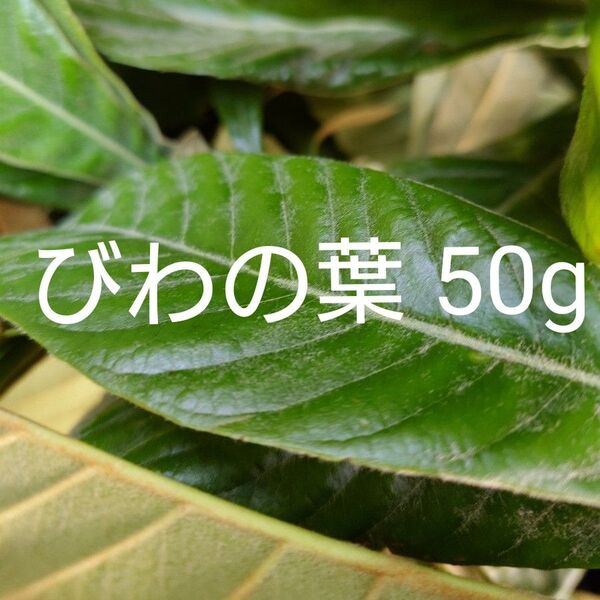 枇杷の葉 50g びわの葉 ビワの葉 とれたて 匿名配送 無農薬 枇杷 無消毒