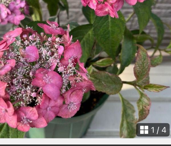 斑入り 紫陽花 苗