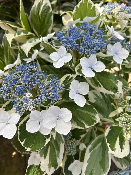 斑入り紫陽花 恋路ヶ浜 苗 来季用