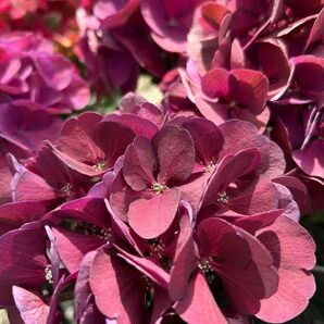 紫陽花 クイーンズブラック 苗