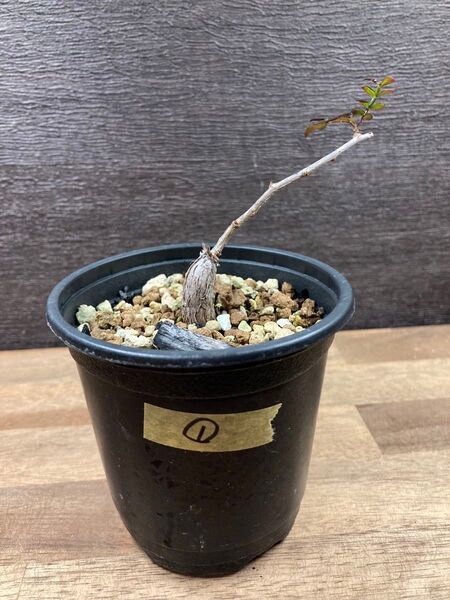 ①オペルクリカリア パキプス 根挿し 根さし 塊根植物 多肉植物