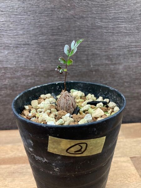 ②オペルクリカリア パキプス 根挿し 根さし 塊根植物 多肉植物