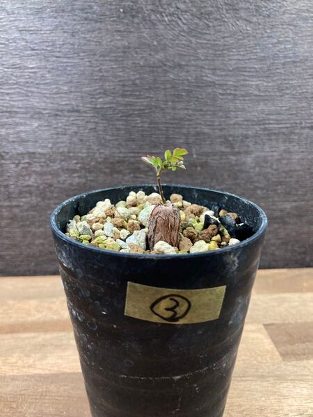 ③オペルクリカリア パキプス 根挿し 根さし 塊根植物 多肉植物