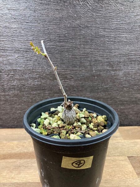 ④オペルクリカリア パキプス 根挿し 根さし 塊根植物 多肉植物