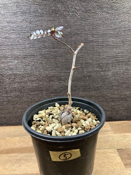 ⑤オペルクリカリア パキプス 根挿し 根さし 塊根植物 多肉植物