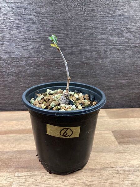 ⑥オペルクリカリア パキプス 根挿し 根さし 塊根植物 多肉植物