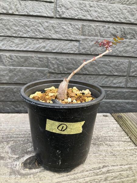 ①オペルクリカリア パキプス 根挿し 根さし 塊根植物 多肉植物