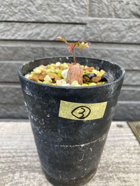 ③オペルクリカリア パキプス 根挿し 根さし 塊根植物 多肉植物