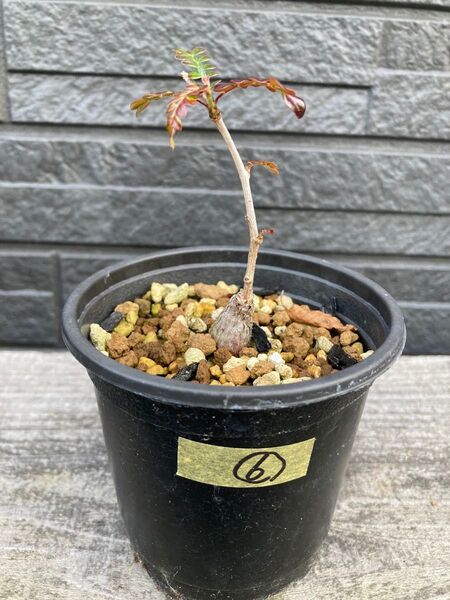 ⑥オペルクリカリア パキプス 根挿し 根さし 塊根植物 多肉植物