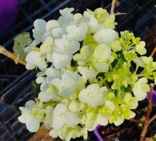 紫陽花
