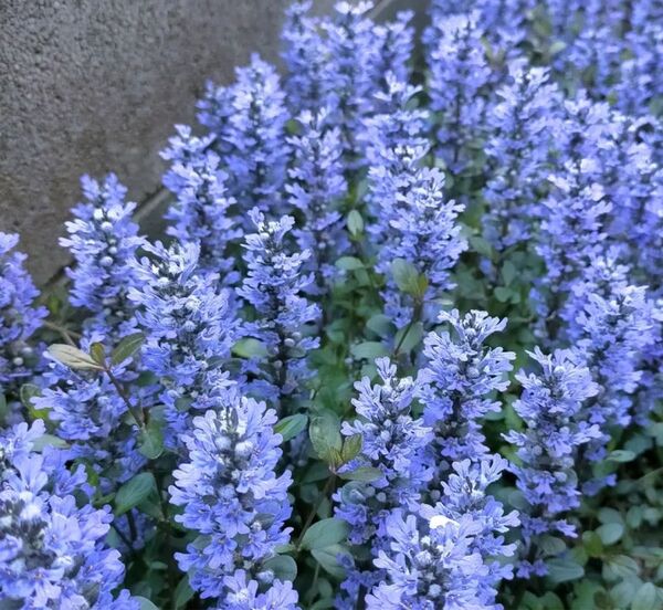 アジュガ苗 2本