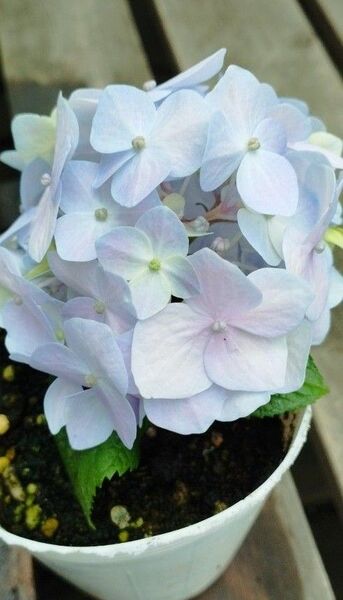 紫陽花一本