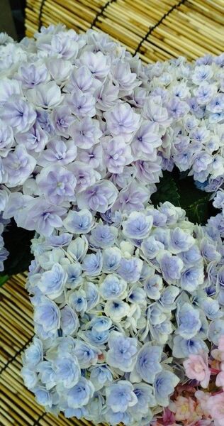 紫陽花挿し穂一本