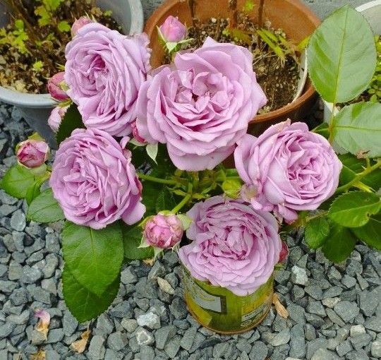 切り花 紫色 ロゼット 1本