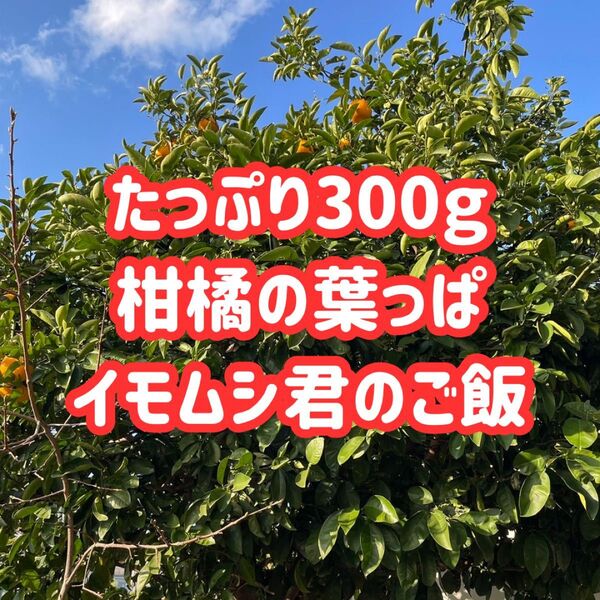枝付き アゲハ 餌 蝶々 アゲハ蝶 柑橘 葉っぱ エサ 農薬不使用 幼虫 青虫 ごはん 葉っぱ たっぷり 300g