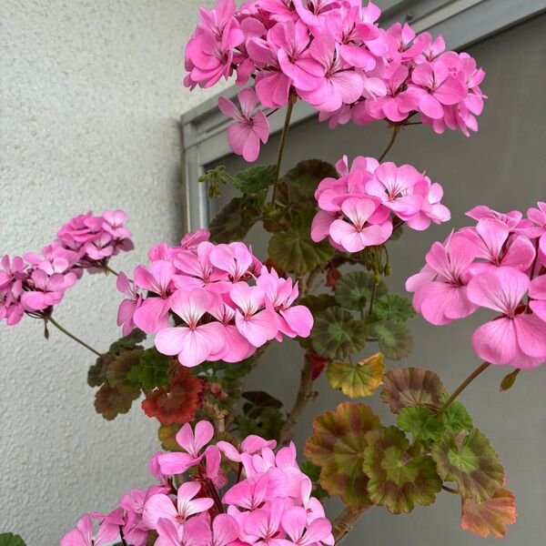ゼラニウム ピンク ハーブ ×3 虫除け おまけつけまーす♪