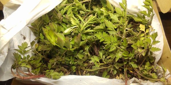 田 セリ 土付き ゆうパケットプラス 苗