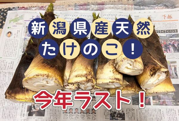 たけのこ 新潟県産 箱込み9kg 天然採取 無農薬