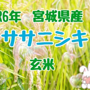 R6宮城県産 ササニシキ 玄米