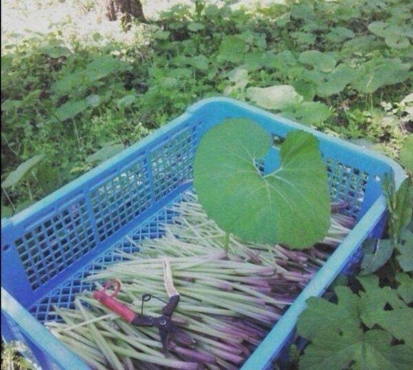 ※蕗の葉おにぎりにオススメ!! ふきの葉 30枚