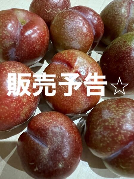鹿児島産すもも