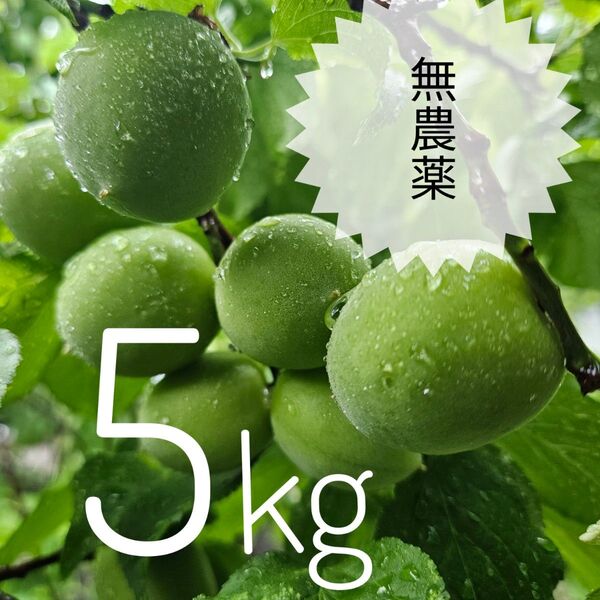 梅 5キロ 無農薬 家庭用 山口県