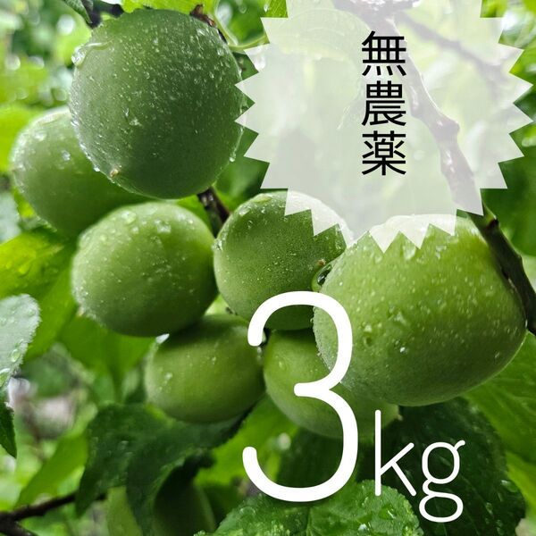 梅 3キロ 無農薬 家庭用 山口県