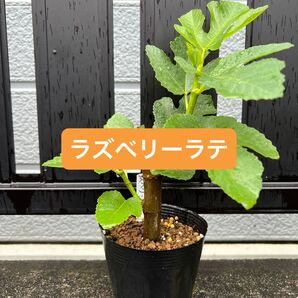 ラズベリーラテ raspberry latte いちじく 苗木