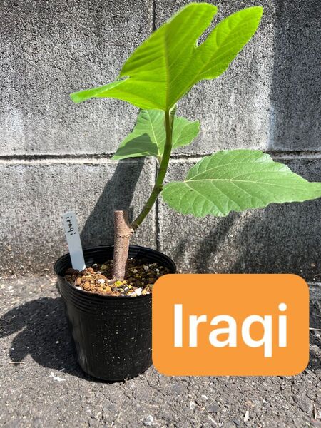 Iraqi(イラク、イラキ)b いちじく 苗 希少品種