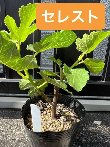 セレスト いちじく 苗