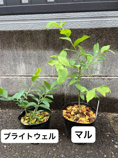 ブルーベリー マル&ブライトウェル2品種セット 挿し木2年生 小苗