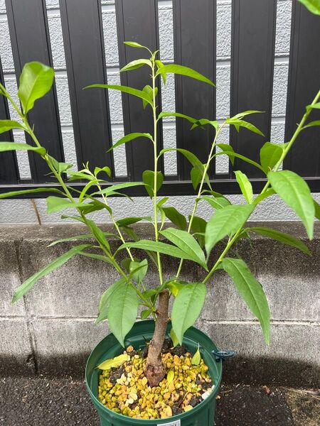 大実あかつき 桃 苗木
